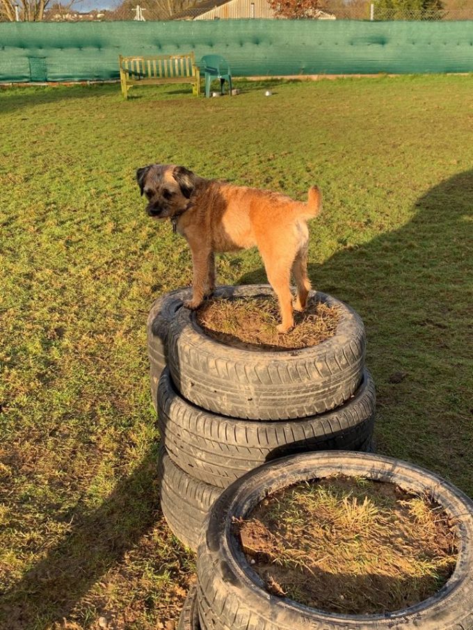 Ryslip Pet Care & Activity Centre