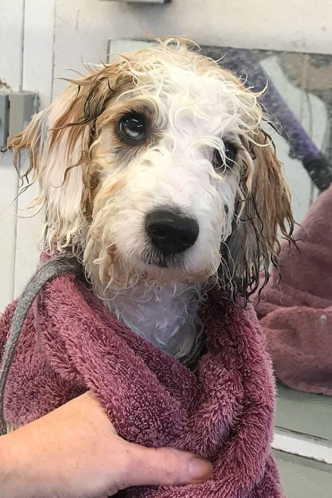 Ryslip Pet Care & Activity Centre