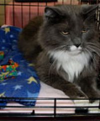 HURLEVENT BOARDING CATTERY