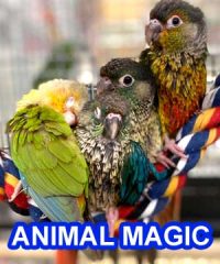 ANIMAL MAGIC