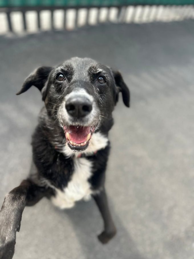 Destitute Animal Shelter