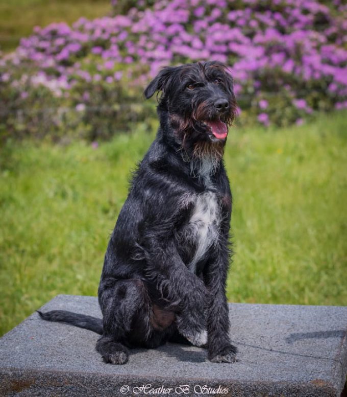 Destitute Animal Shelter