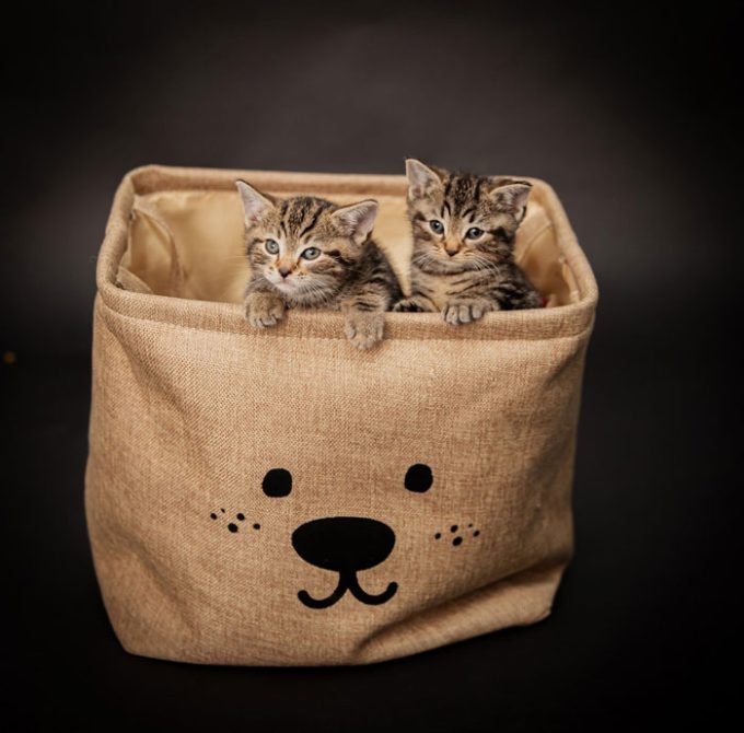 Destitute Animal Shelter