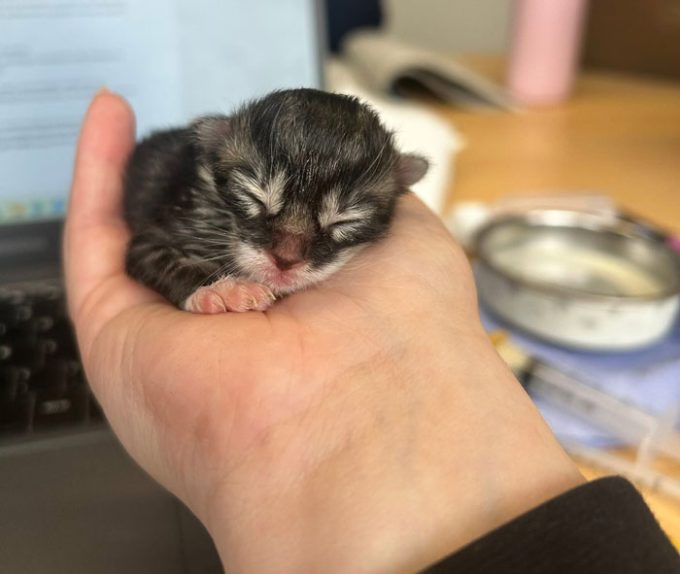 Destitute Animal Shelter