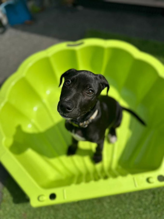 Destitute Animal Shelter