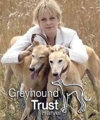 Greyhound Trust Harvel