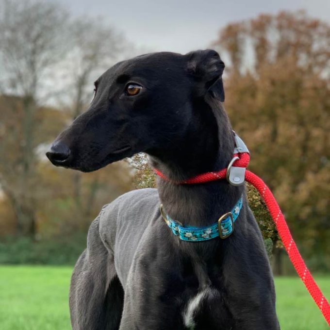 Greyhound Trust Harvel