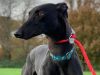 Greyhound Trust Harvel