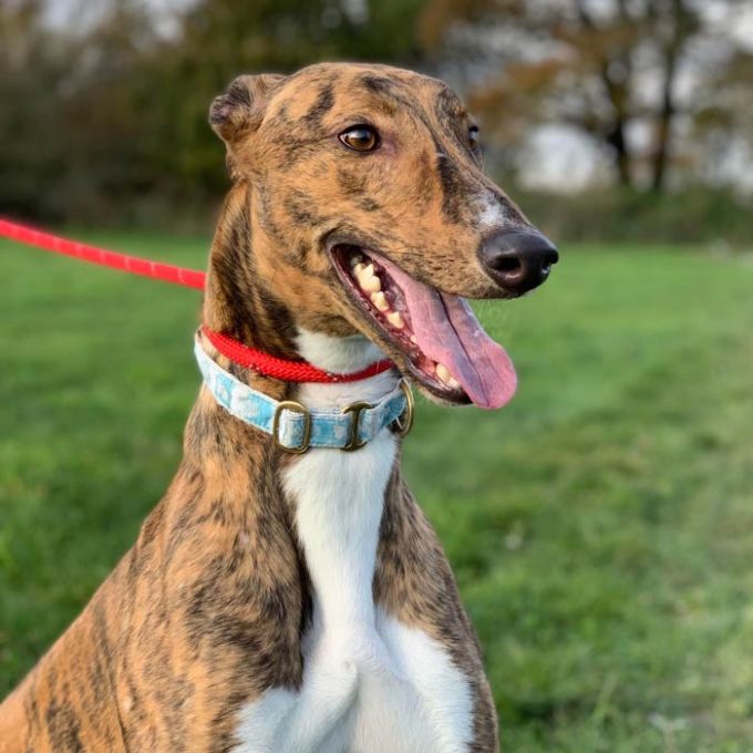 Greyhound Trust Harvel