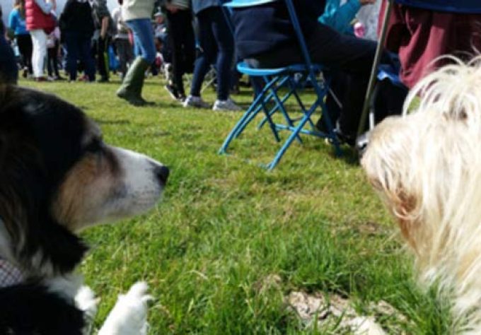 Ilkeston District Dog Training Club