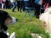 Ilkeston District Dog Training Club