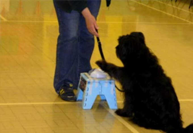 Ilkeston District Dog Training Club