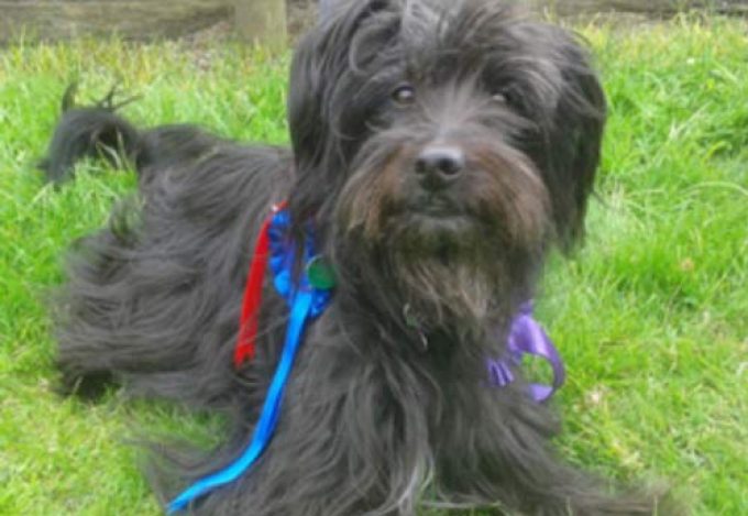 Ilkeston District Dog Training Club