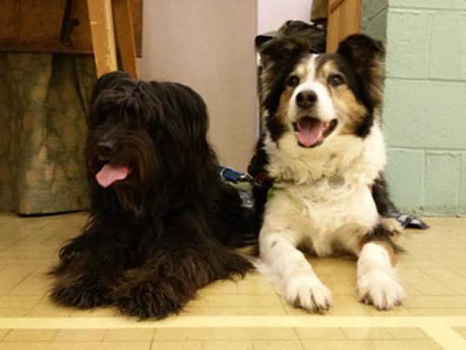 Ilkeston District Dog Training Club