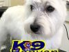 K9 Heaven Dog Grooming
