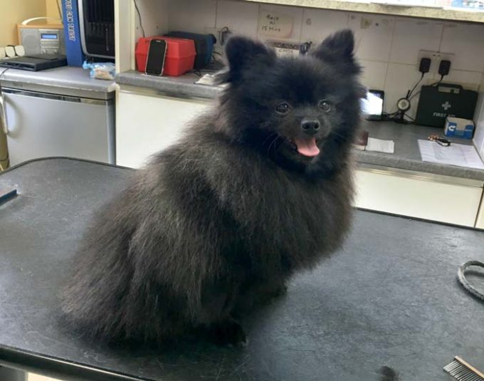 K9 Heaven Dog Grooming