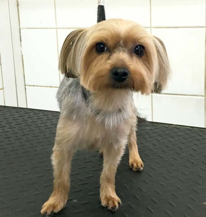 K9 Heaven Dog Grooming