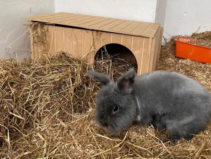 London & Essex Kents Farm Kennels & Cattery