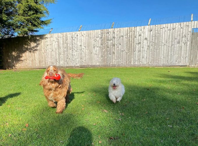 London & Essex Kents Farm Kennels & Cattery