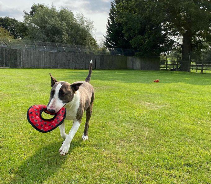 London & Essex Kents Farm Kennels & Cattery