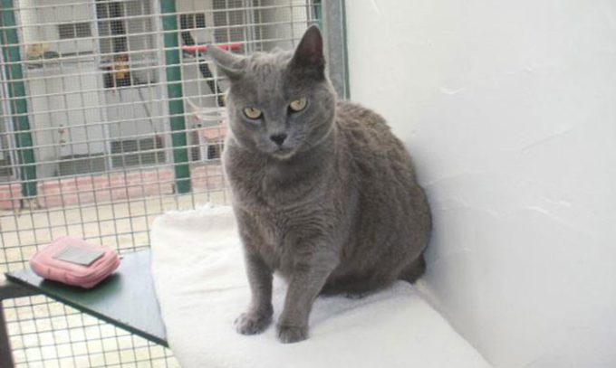 London & Essex Kents Farm Kennels & Cattery