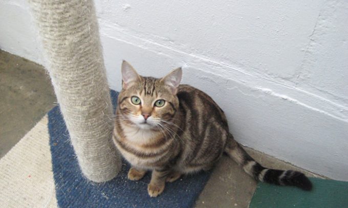 London & Essex Kents Farm Kennels & Cattery