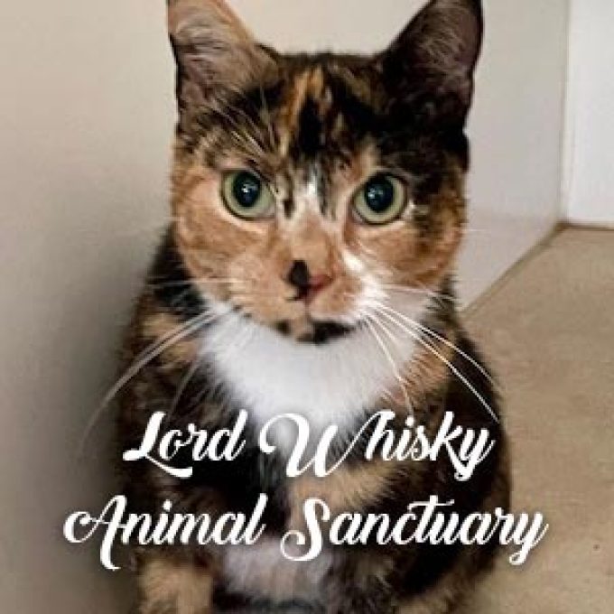 Lord Whisky @ Park House Animal Sanctuary