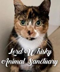 Lord Whisky @ Park House Animal Sanctuary