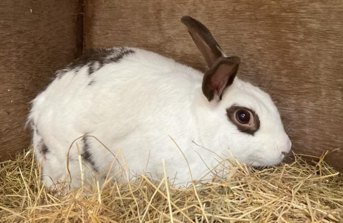 Lord Whisky @ Park House Animal Sanctuary