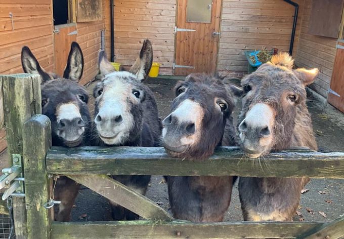 Lord Whisky @ Park House Animal Sanctuary