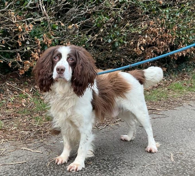 Lord Whisky @ Park House Animal Sanctuary