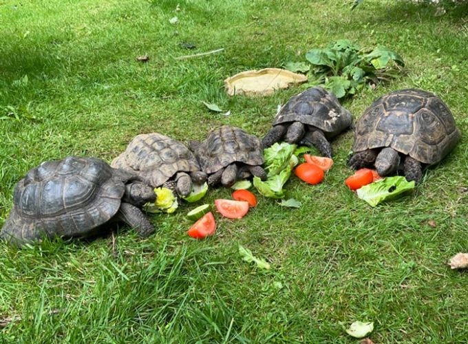 Lord Whisky @ Park House Animal Sanctuary