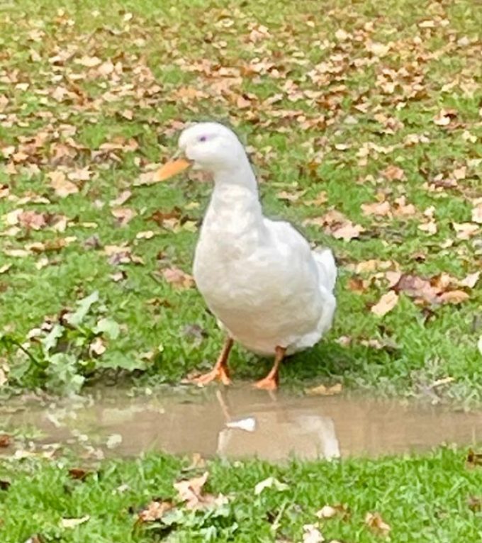 Lord Whisky @ Park House Animal Sanctuary