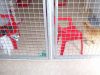 Manston Boarding Kennels & Cattery