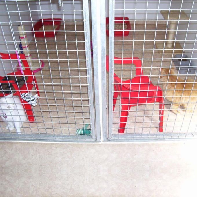 Manston Boarding Kennels & Cattery