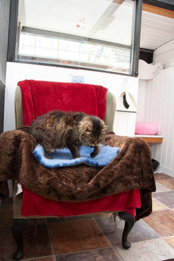 Mossdale Cat Boarding Kennels