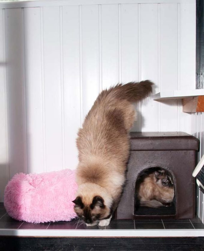 Mossdale Cat Boarding Kennels