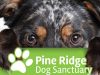Pine Ridge Dog Sanctuary
