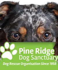 Pine Ridge Dog Sanctuary