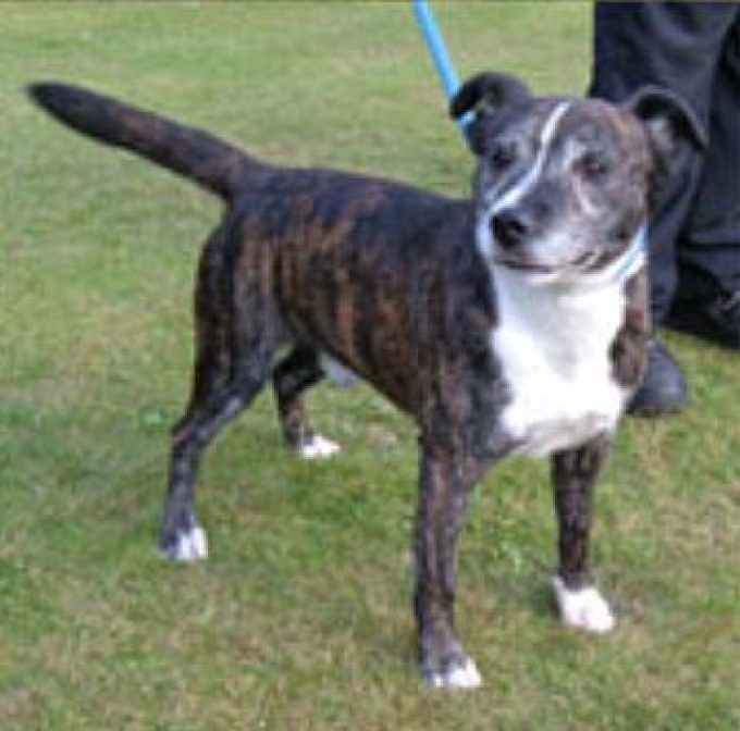 Pine Ridge Dog Sanctuary