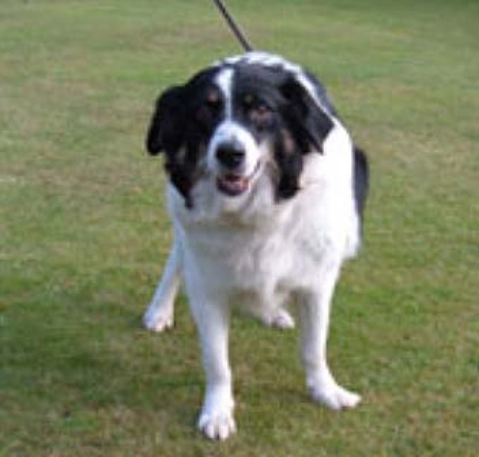 Pine Ridge Dog Sanctuary