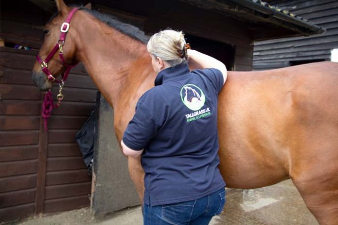 Tall Grass Animal Acupressure