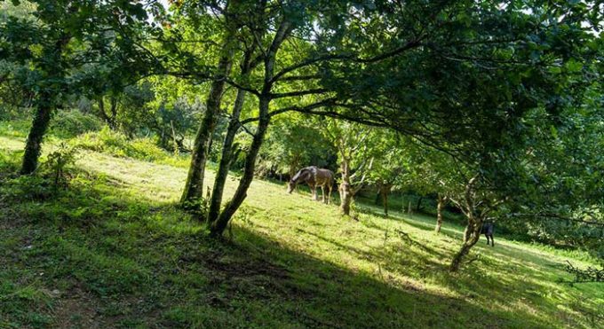 Trengilly Wartha Inn