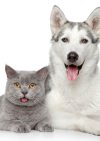 The Pet Empawrium
