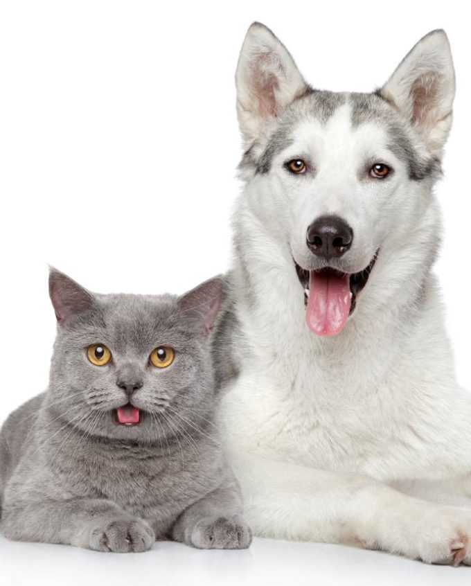 The Pet Empawrium