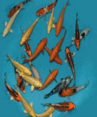 The Oaks Koi Farm