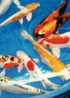 Thorley International Koi