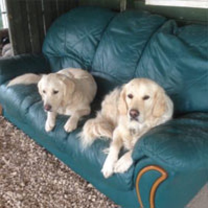 Pawstretchers