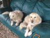 Pawstretchers