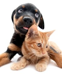 Happi Tails Home & Pet Sitting Services